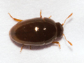 Olibrus affinis